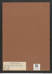 Striatella beswickii Norm. (de-Toni-Nr.: Genus 97, Species 3087) Zeichnungen Sammlung Grunow Mappe 03313 (Herbarium_W_Grunow_drawings_Folder_03313)